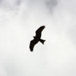 bird silhouette in front of clouds